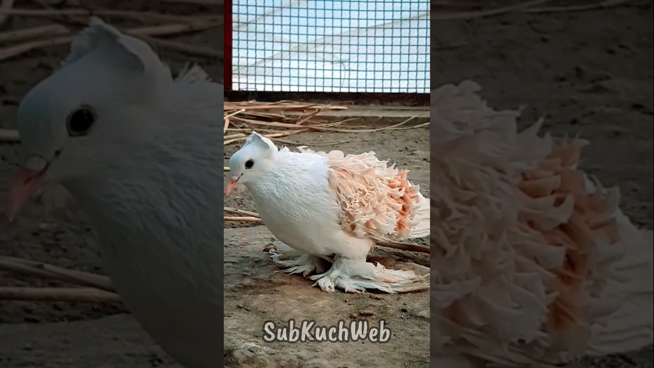 Frillback Pigeon | Beautiful fancy Pigeon #pigeon #birds #pets #viral #youtubeshorts