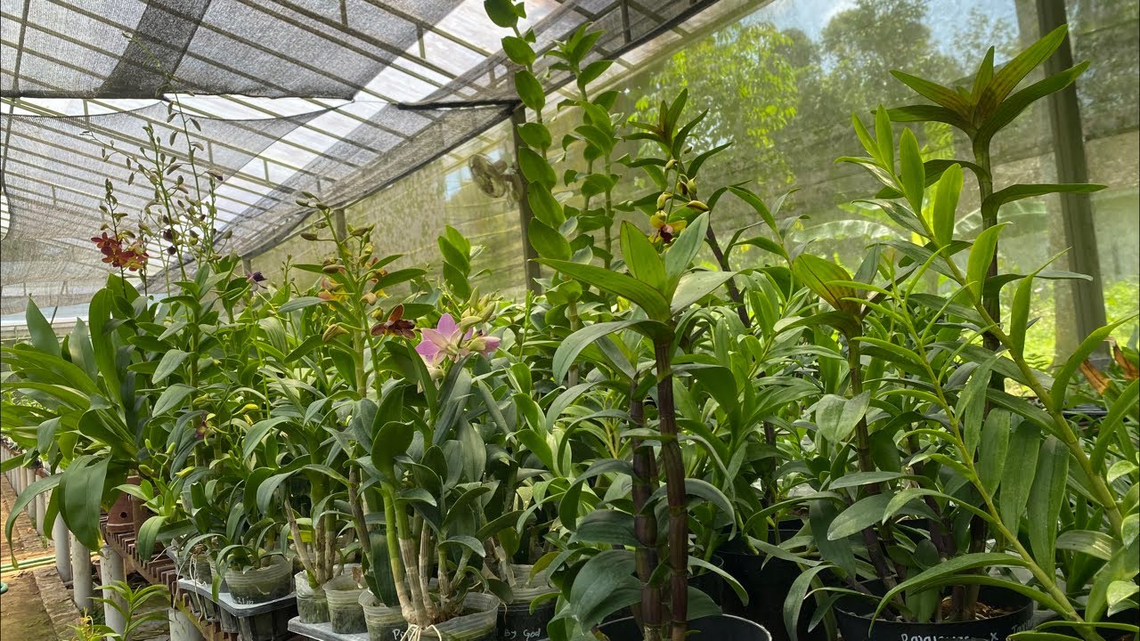 🔴LIVE KEBUN 🤩Obral anggrek super istimewa ramadhan sale murah🥰