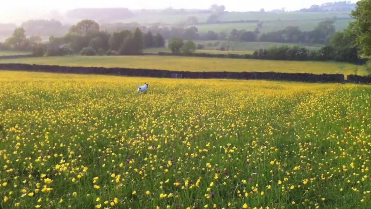 The Buttercup Meadows of England