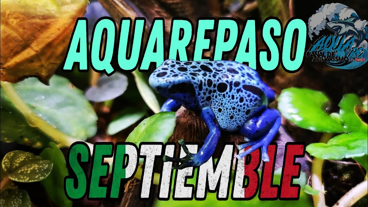 AquaRepaso Septiembre 22, Acuario Plantado, Ajolotes, Ranas, NUEVO GECKO!! AQUA RC