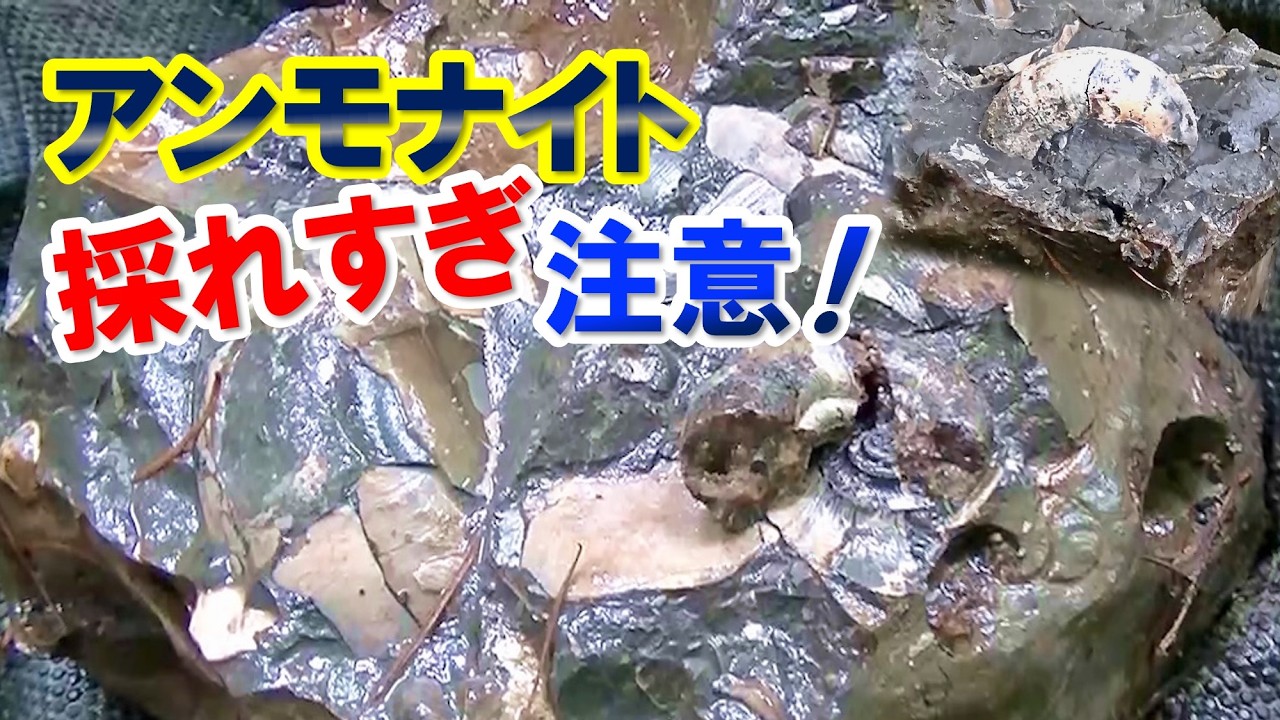 アンモナイト続々！【恐竜化石発掘チャレンジin北海道 Part 12】