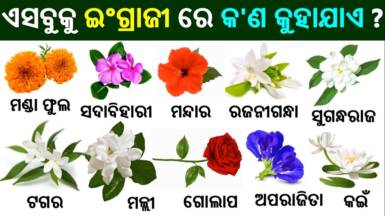 English Odia words, word book | English odia dictionary | Word meaning practice | Home Appliances