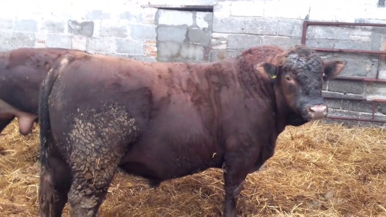 Opas  byków Red Angus cz. 2