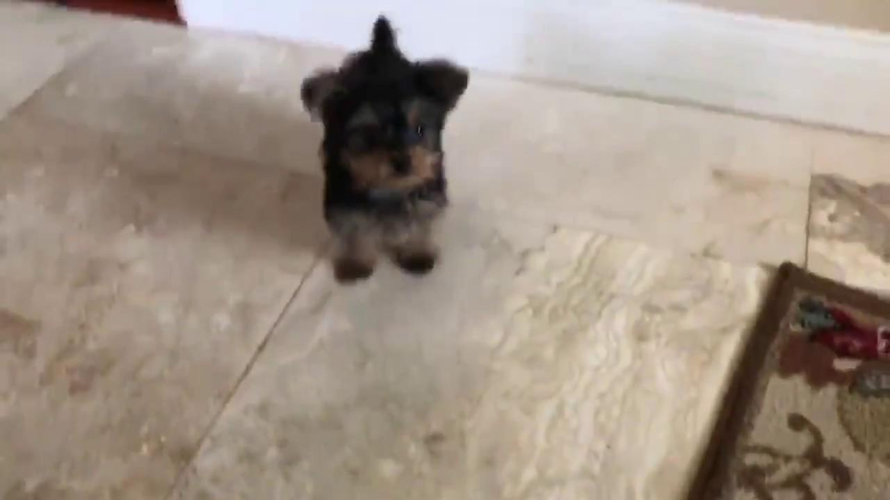 Little Dogs Fighting like little kids So Cute