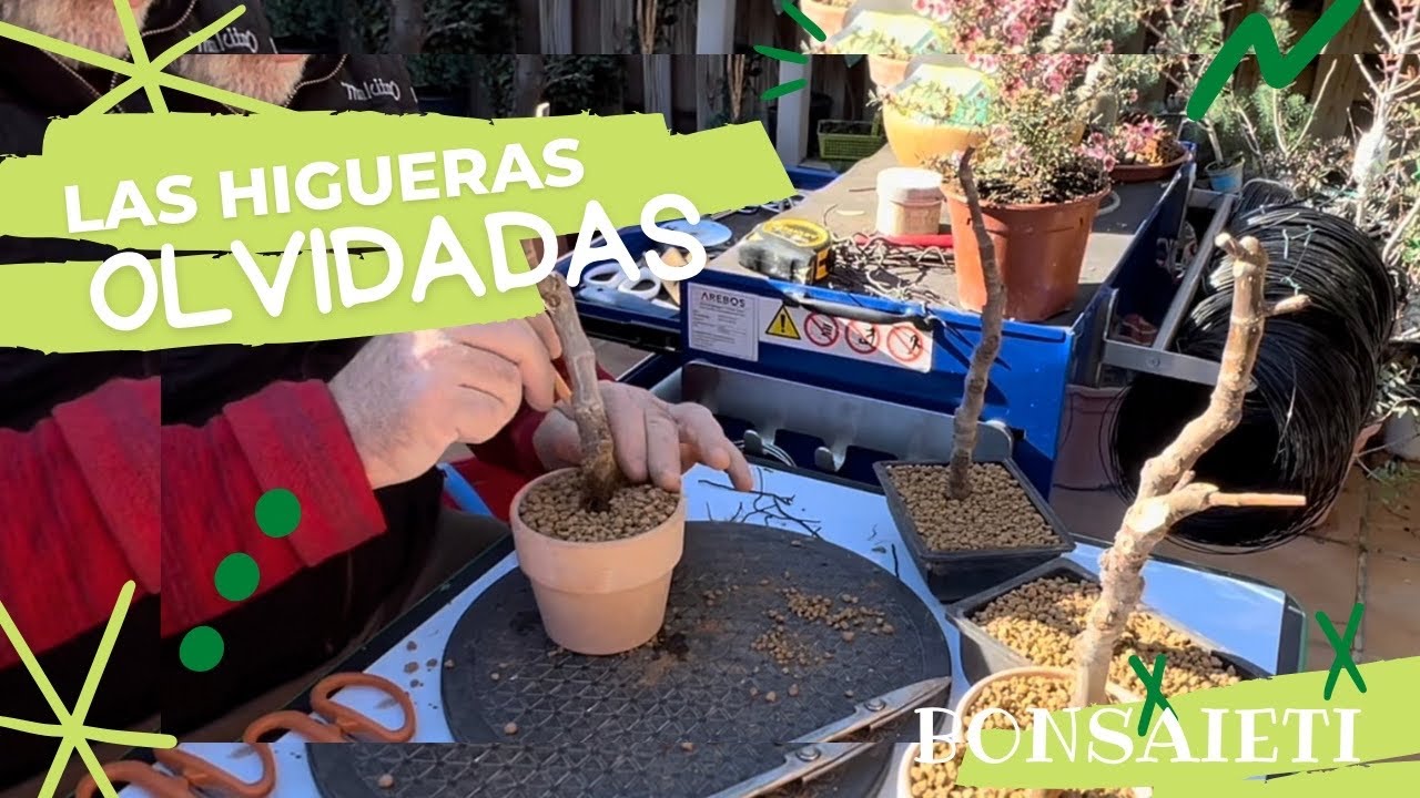 ☘️ Las HIGUERITAS olvidadas !!!