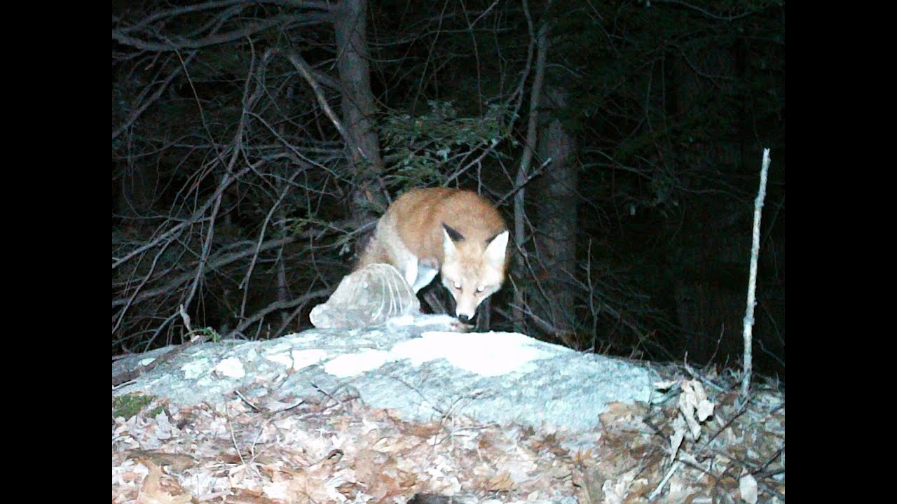 Wildlife Tracking; Red Fox