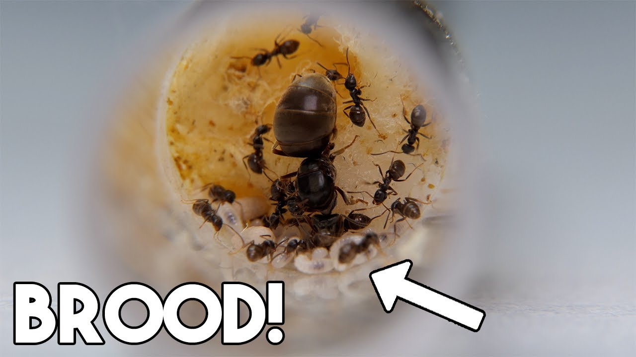 A TON OF BROOD! - Lasius Niger Ant Colony | Update #3