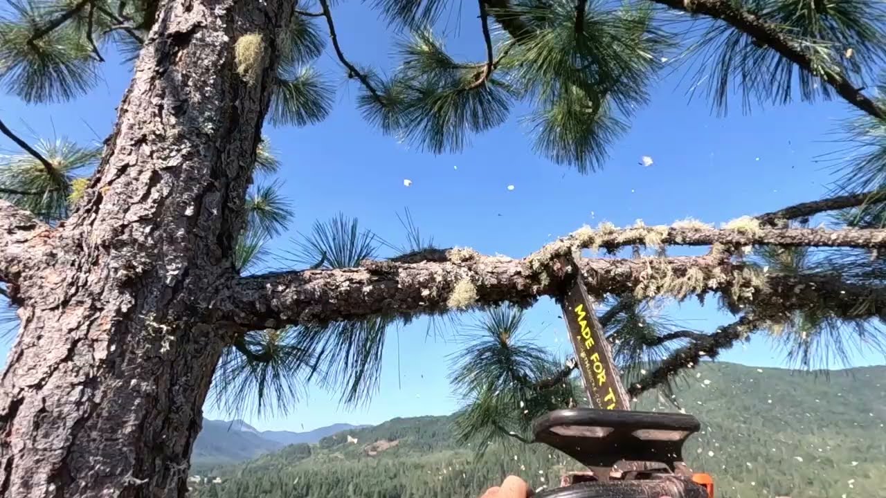 Big pine tree removal