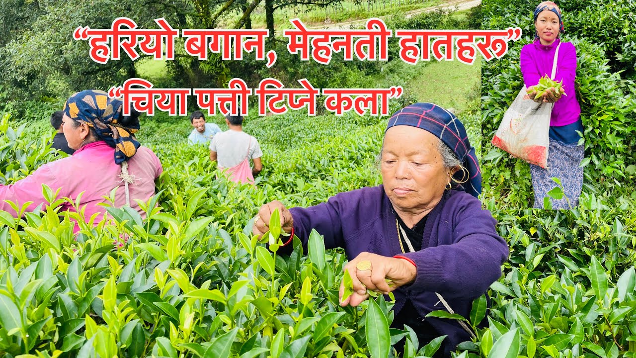 “चिया पत्ती टिप्ने कला☕️🫖“हरियो बगान, मेहनती हातहरू || Bhujung village || Lamjung || villagelife || 