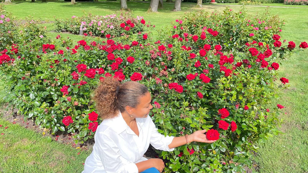Tour no Jardim de Rosas, Esse é Para você se Inspirar e Copiar 🌹