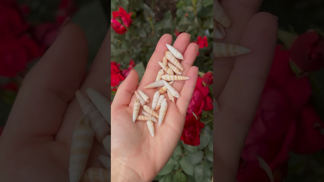 Florida Shelling Rare Shiny Auger Seashells #FlShelling