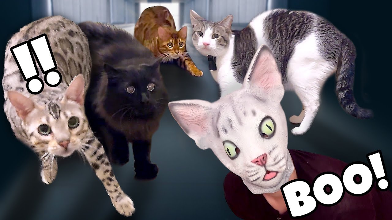 Halloween Mask Prank On Cats RETURNS! (Original Video)