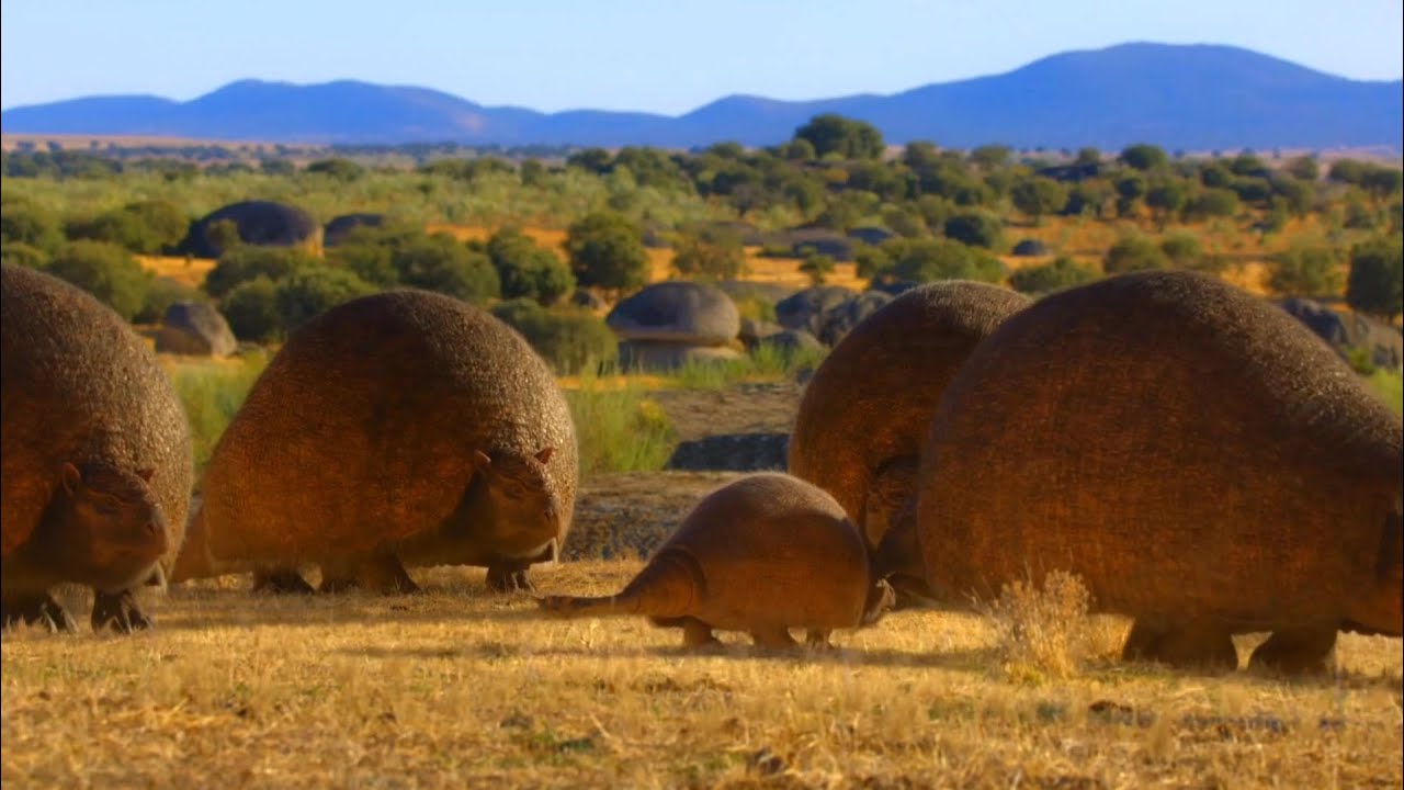 Life On Our Planet [2023] - Doedicurus Screen Time