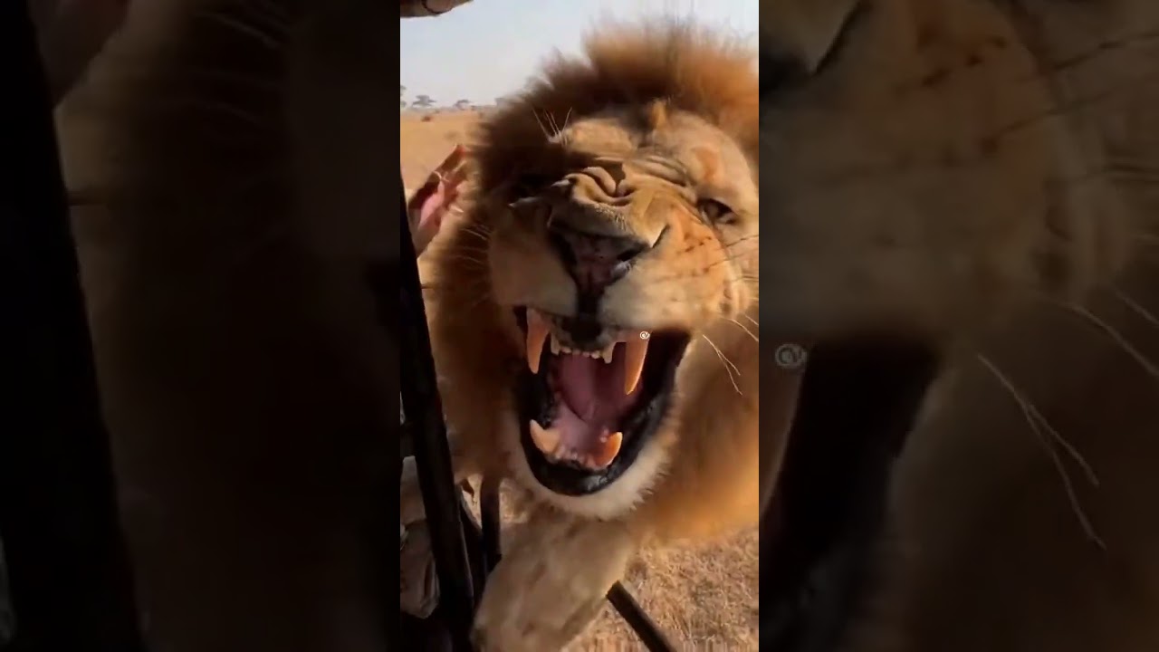 🤯 УЖАСАЮЩЕЕ нападение льва! | Туристы застряли в джипе