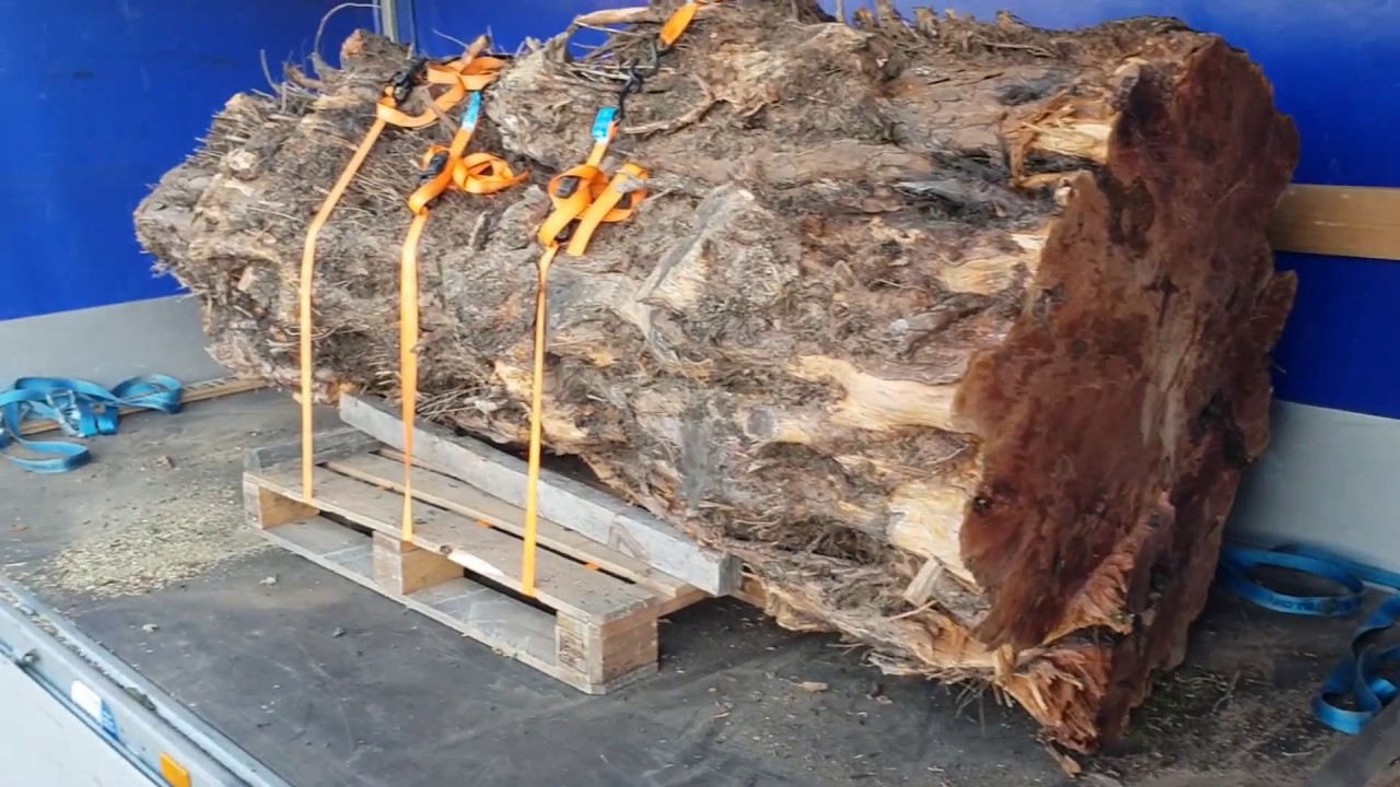 Eibe Maser Stamm im S&auml;gewerk