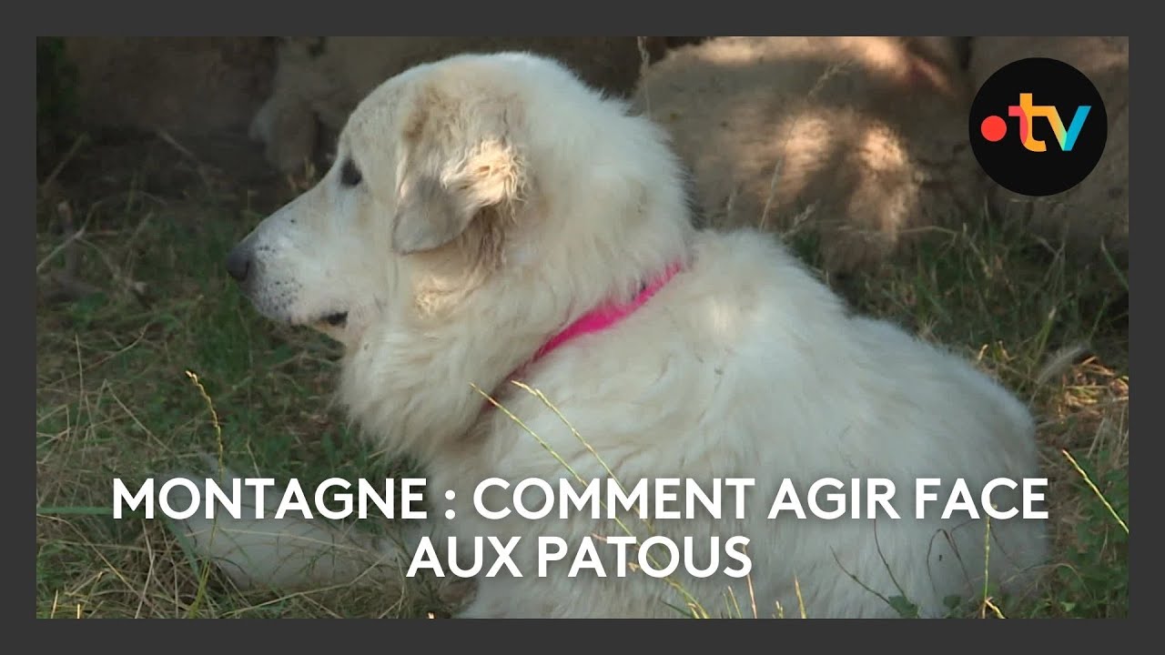 Que faire si vous rencontrez un patou en montagne ?