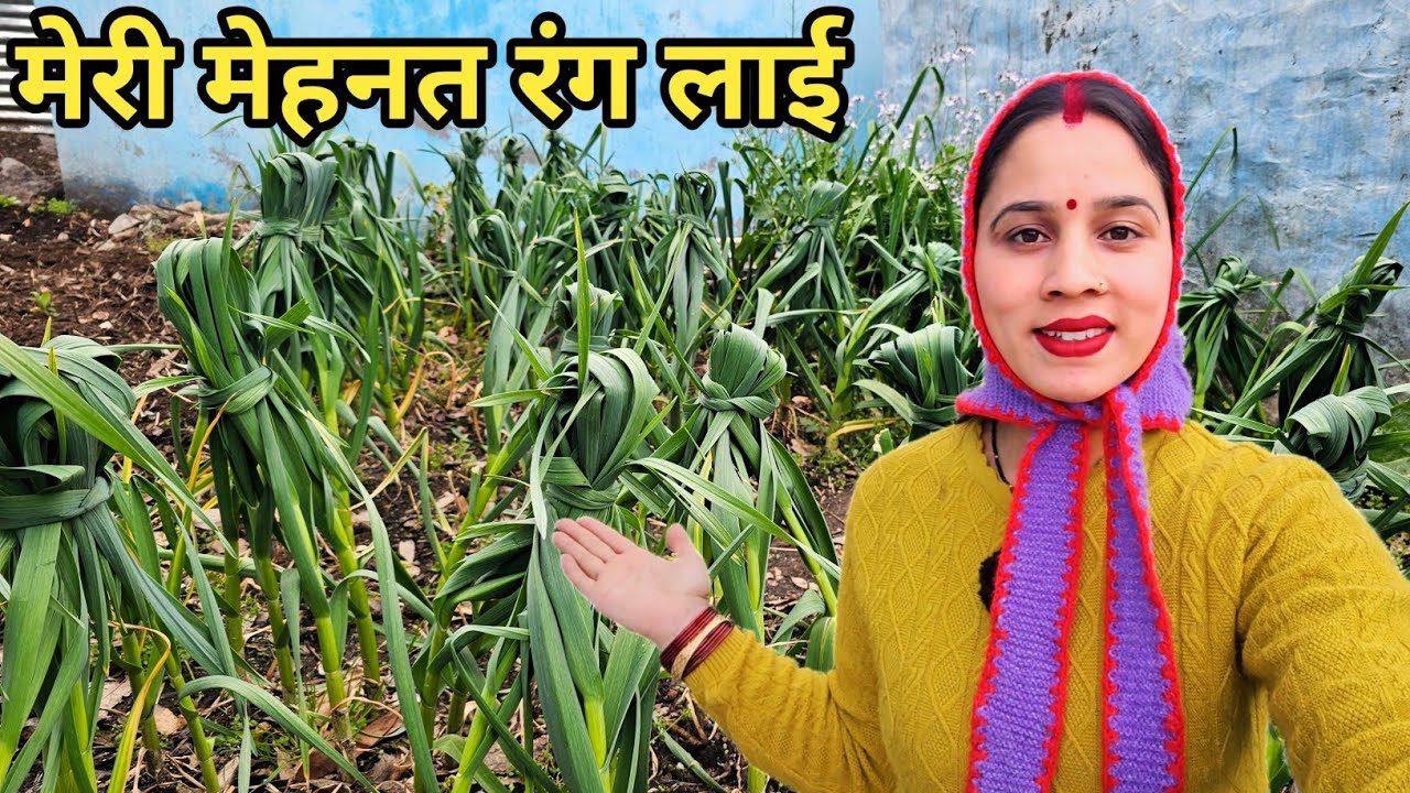 इस बार किचनगार्डन में लहसुन काफी अच्छी हुई🤗 ||Preeti Rana || Pahadi Lifestyle vlog ||Triyuginarayan 