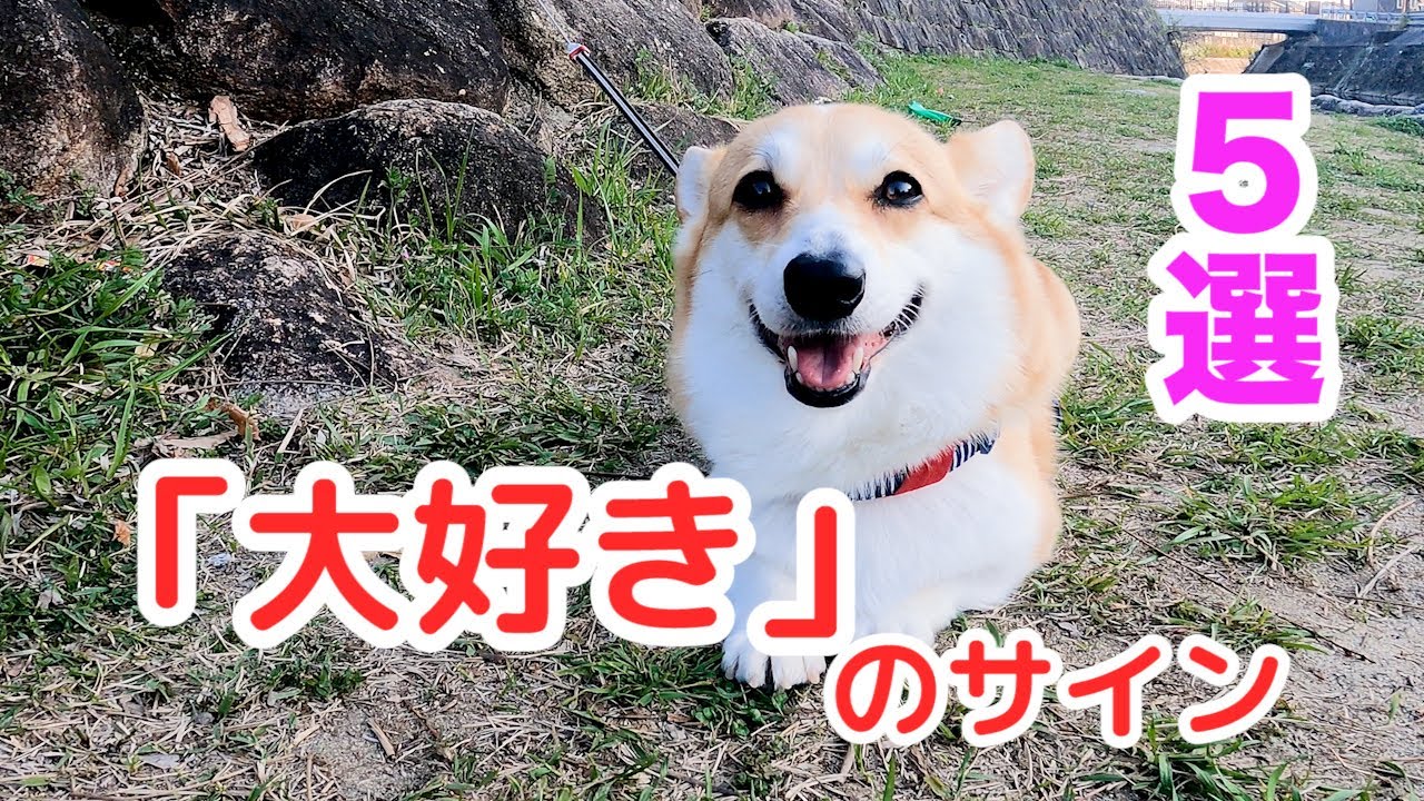 知っておくべき愛犬のサイン【コーギー】 Signs of your dog you should know