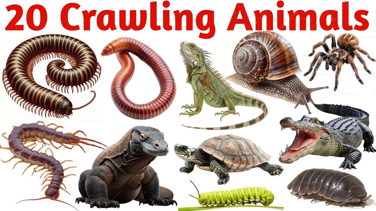 20 रेंगने वाले जीव सीखें | Learn 20 Crawling Animals Names English for Nursery Kindergarten Kids