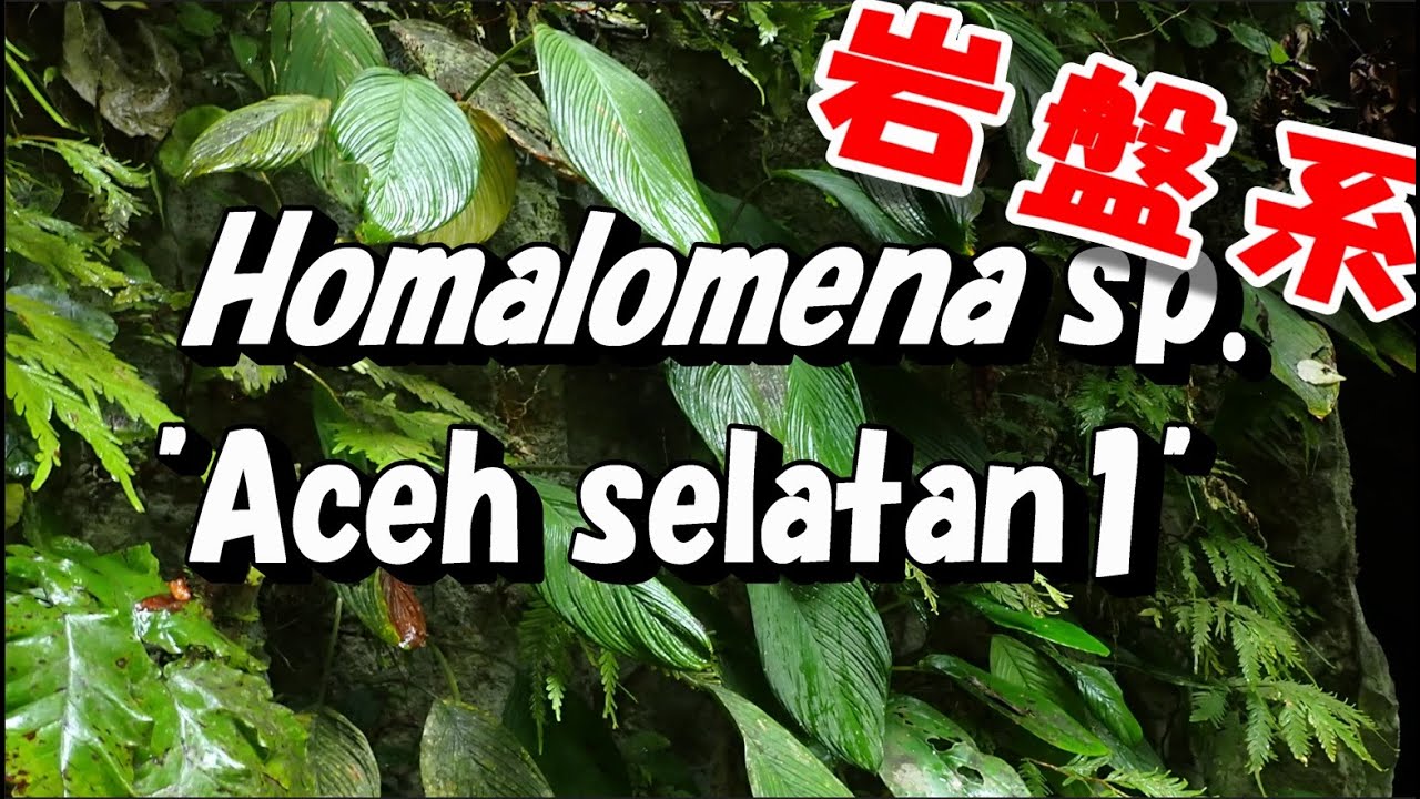 No.107 Homalomena sp. 