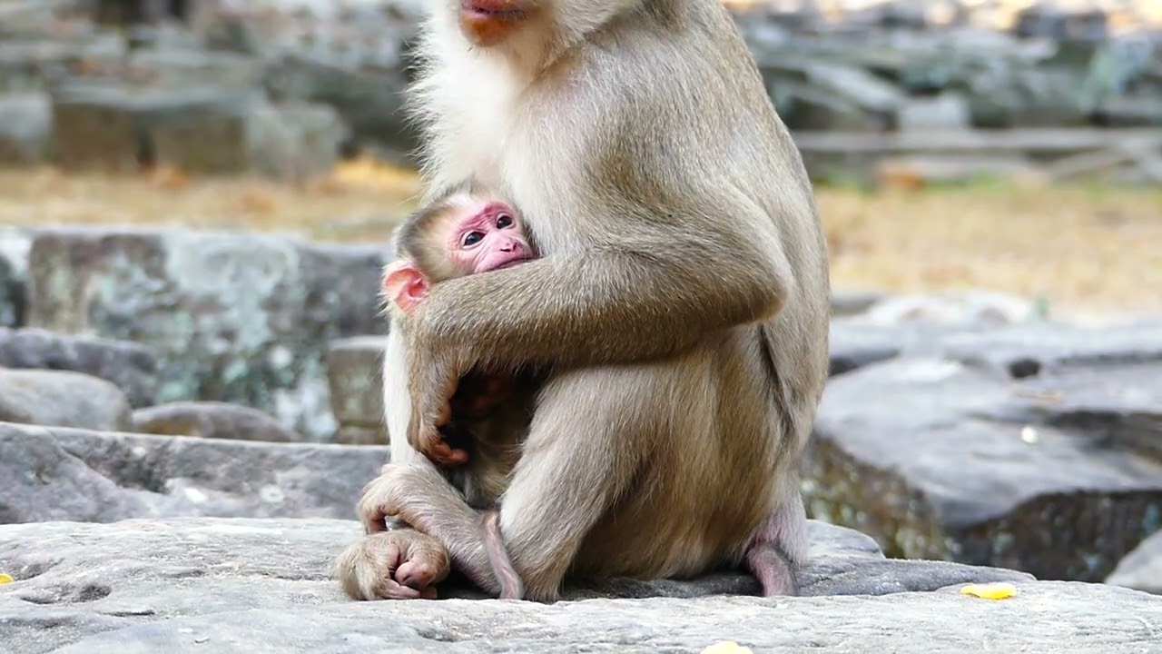 cute baby in feeding milk Mom.