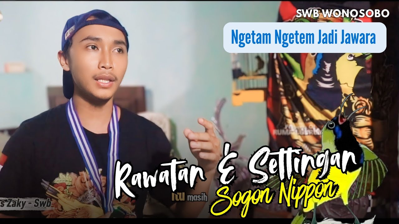 AWALNYA NGETAM NGETEM KINI JADI JUARAAN || Rawatan & Settingan Sogon Nippon 