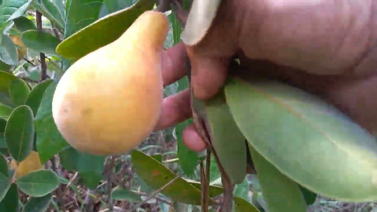 Há um mistério entorno dessa fruta e eu pretendo desvendar 