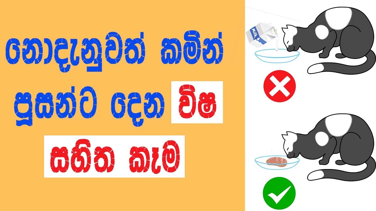 Dangerous Food For Cats Sinhala