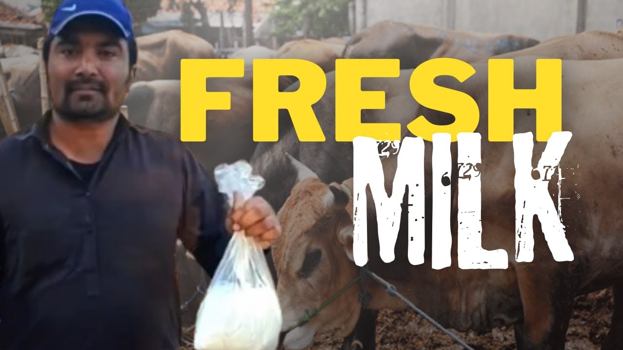 🐄 Fresh Milk Straight from the Farm! 🥛 | Best Natural Milk in Saudi Arabia