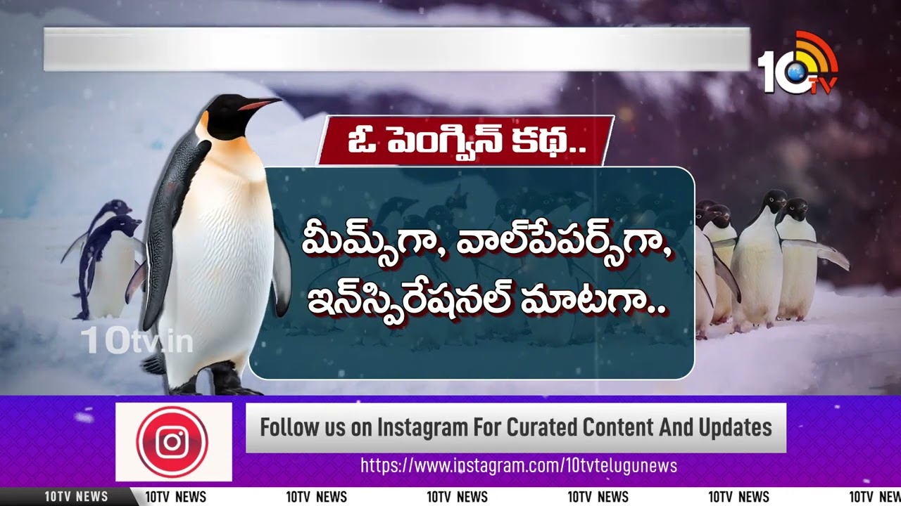 సోషల్ మీడియాను షేక్ చేస్తున్న ఒంటరి పెంగ్విన్ నడక.. | Viral Penguin Walking | Special Focus | 10TV