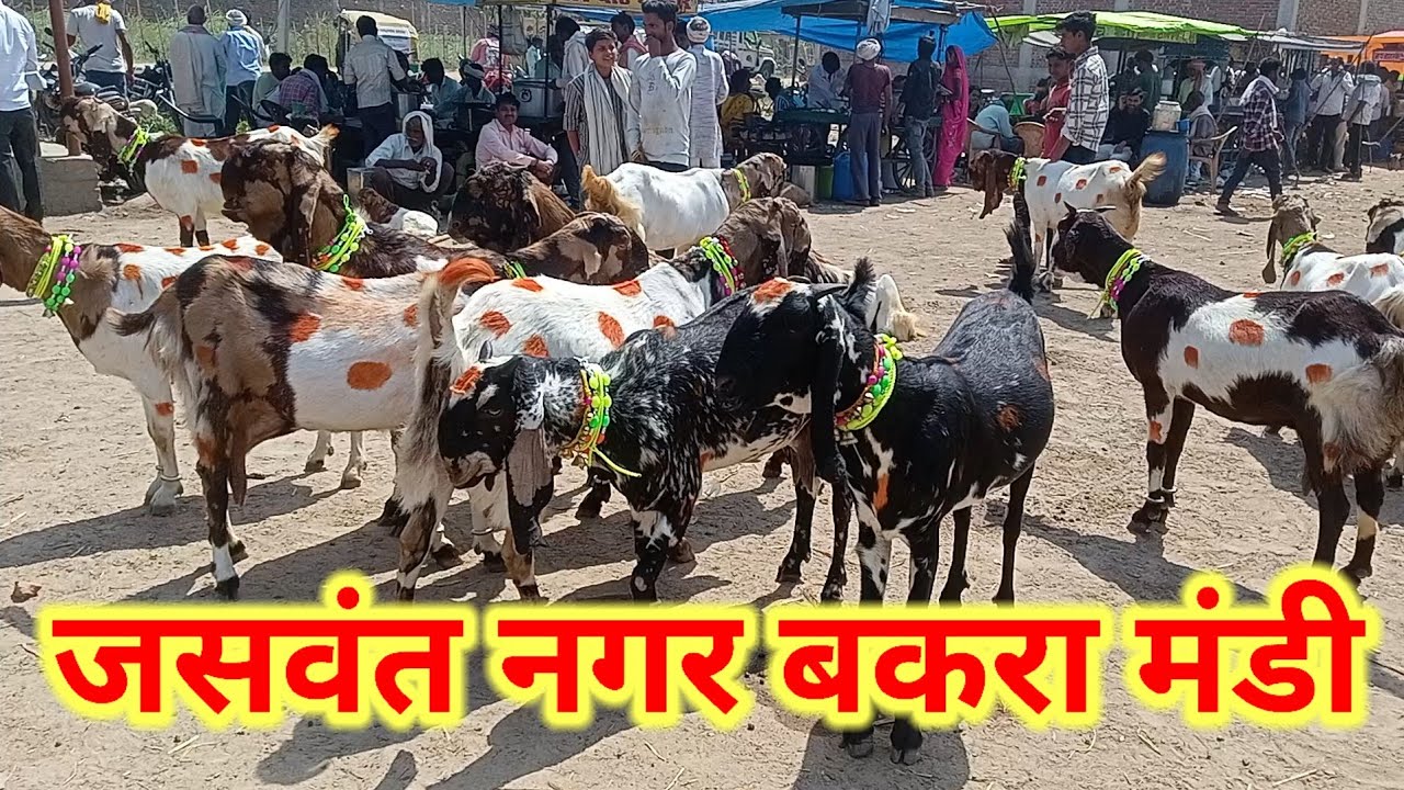जसवंत नगर बकरा मंडी 02/04/25
