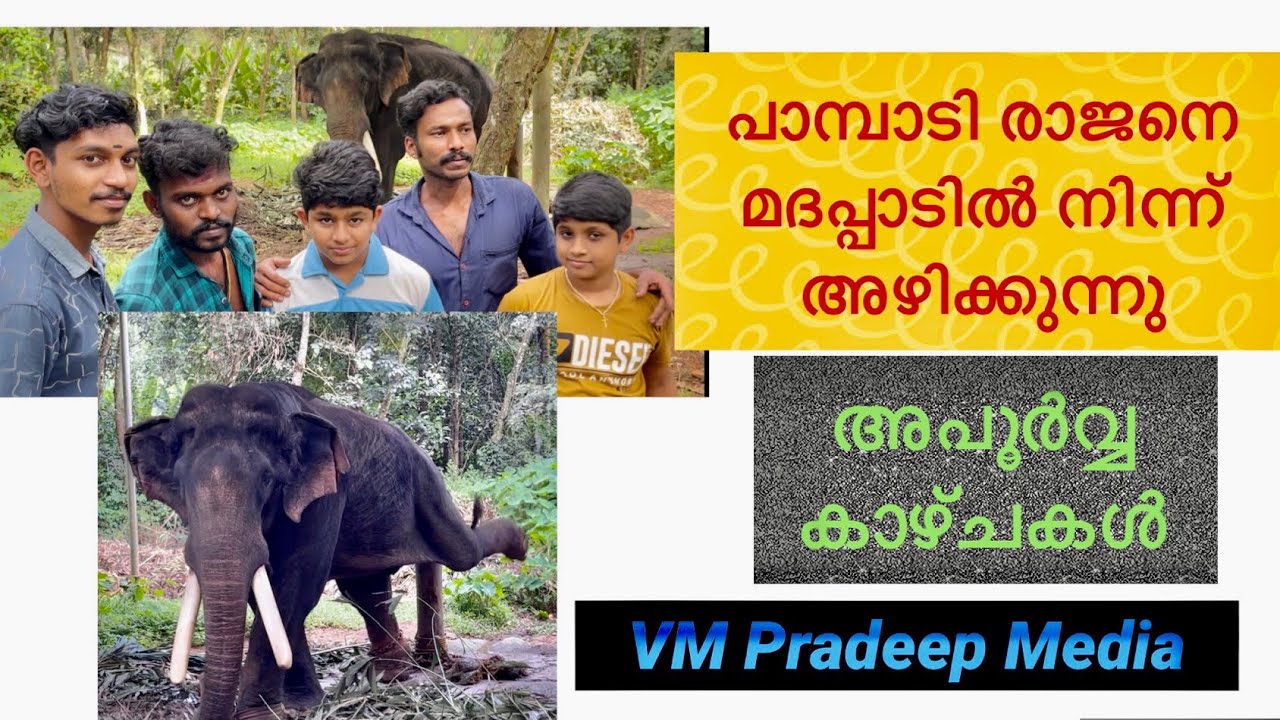 Pampadi Rajan മദപ്പാടിൽനിന്നും അഴിക്കുന്നു VM Pradeep Media