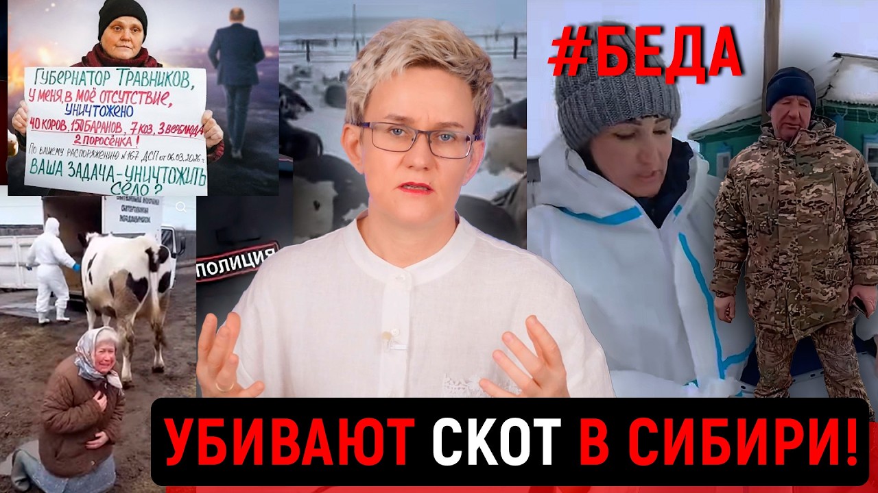 ИЗБИЕНИЕ КОРОВ ПРЯМО СЕЙЧАС В СИБИРИ | КАК ОТСТОЯТЬ СВОИХ ЖИВОТНЫХ? | Наталья ГРЭЙС #козиха #коровы