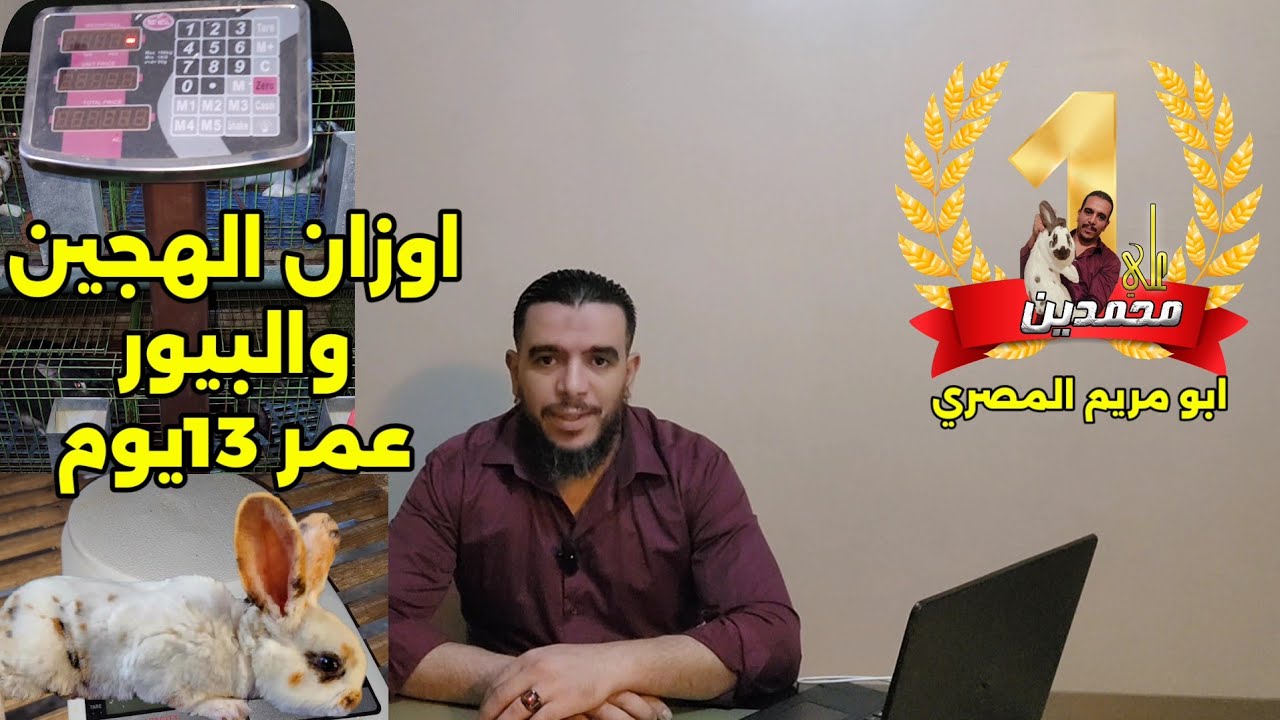 وزن الارانب البيور عمر 13يوم ووزن الهجين عمر 13يوم