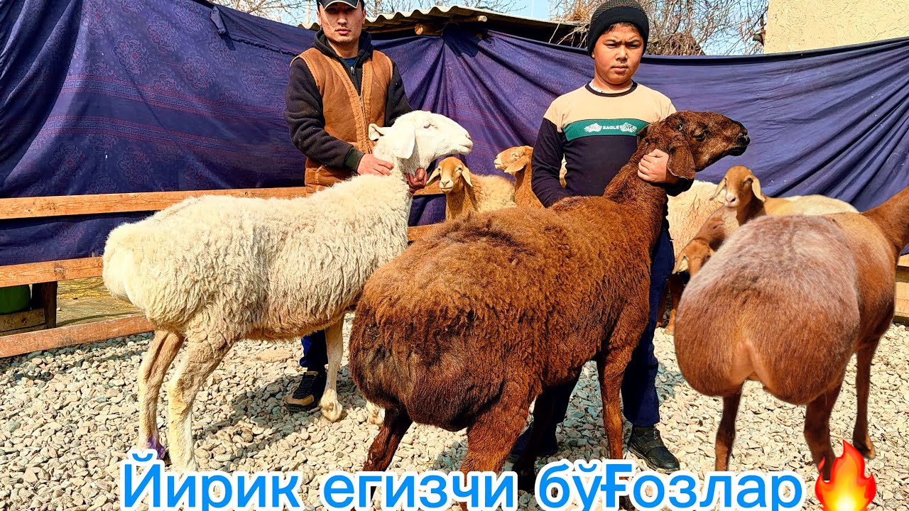 Йирик йош бўғоз қўйлар🔥Буни кўриб мазза🤤қиласиз🇰🇬Қирғизистон