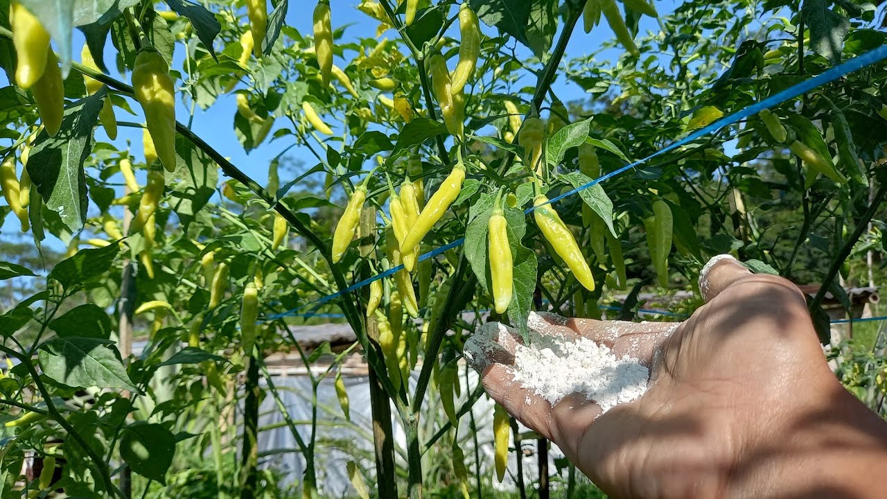 Mengatasi rontok buah dan busuk buah pada tanaman cabe