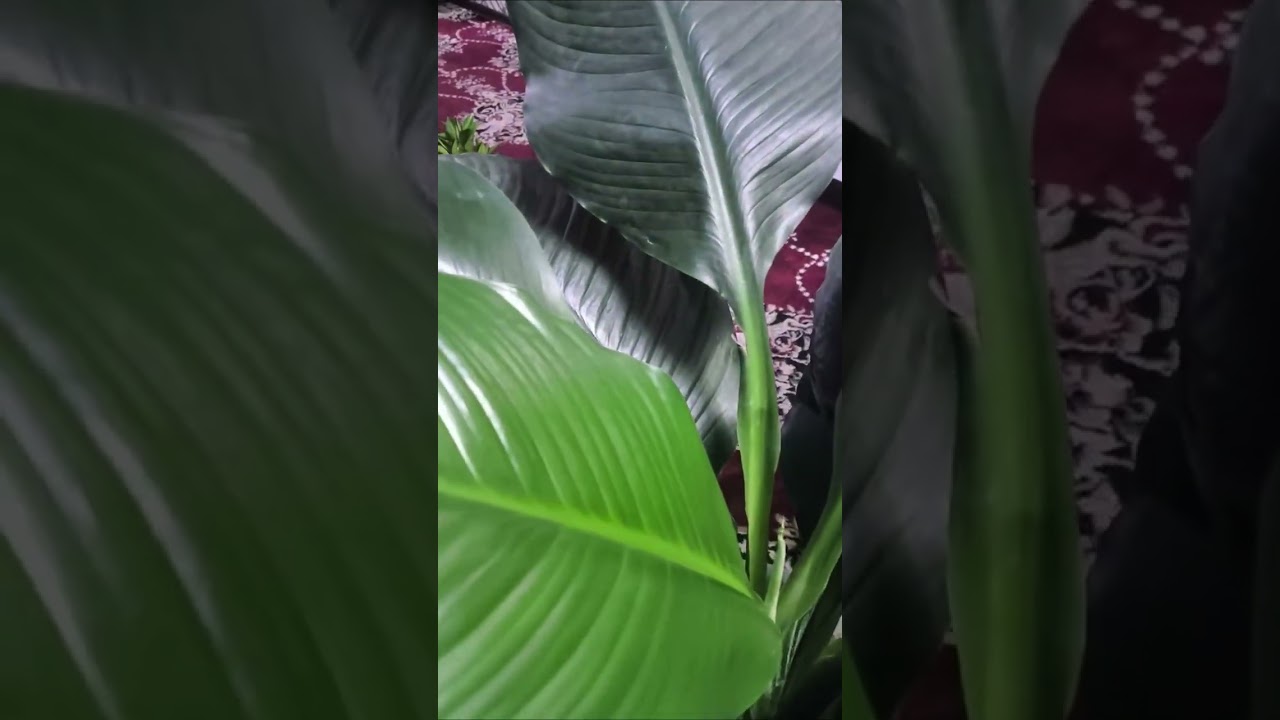 flovers_plant_world