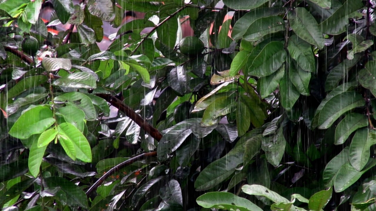 Rainforest Sounds for Sleeping – Serene Tropical Rain Ambience for Deep Relaxation and Rest