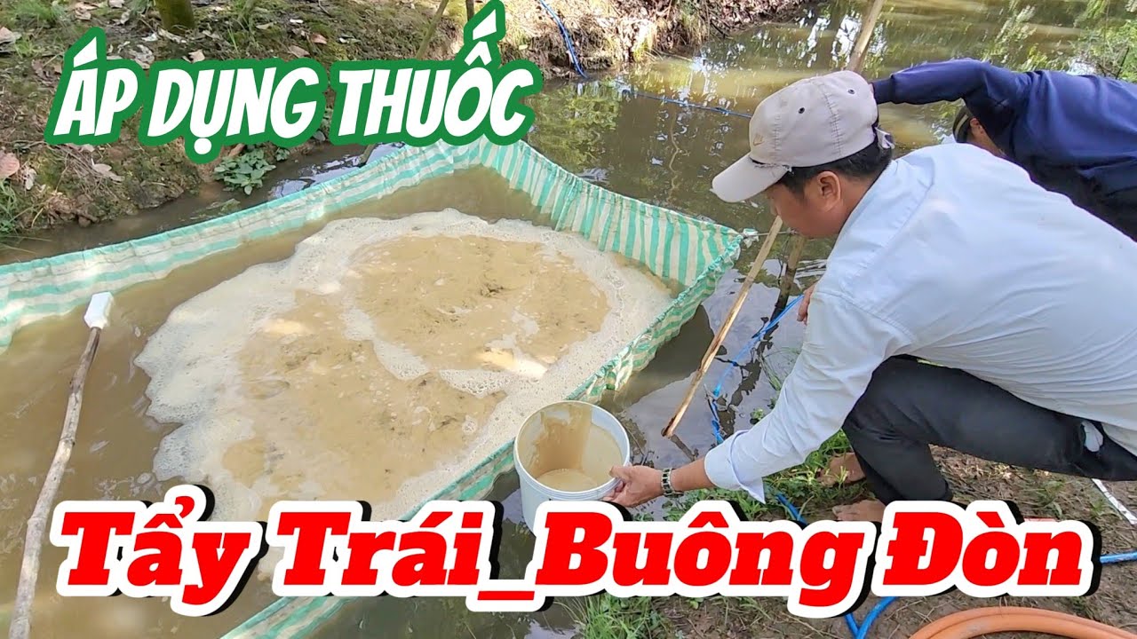 Áp dụng thuốc tẩy trái, buông đòn |Gốc Cù Lao|#0986289491 #gocculao 