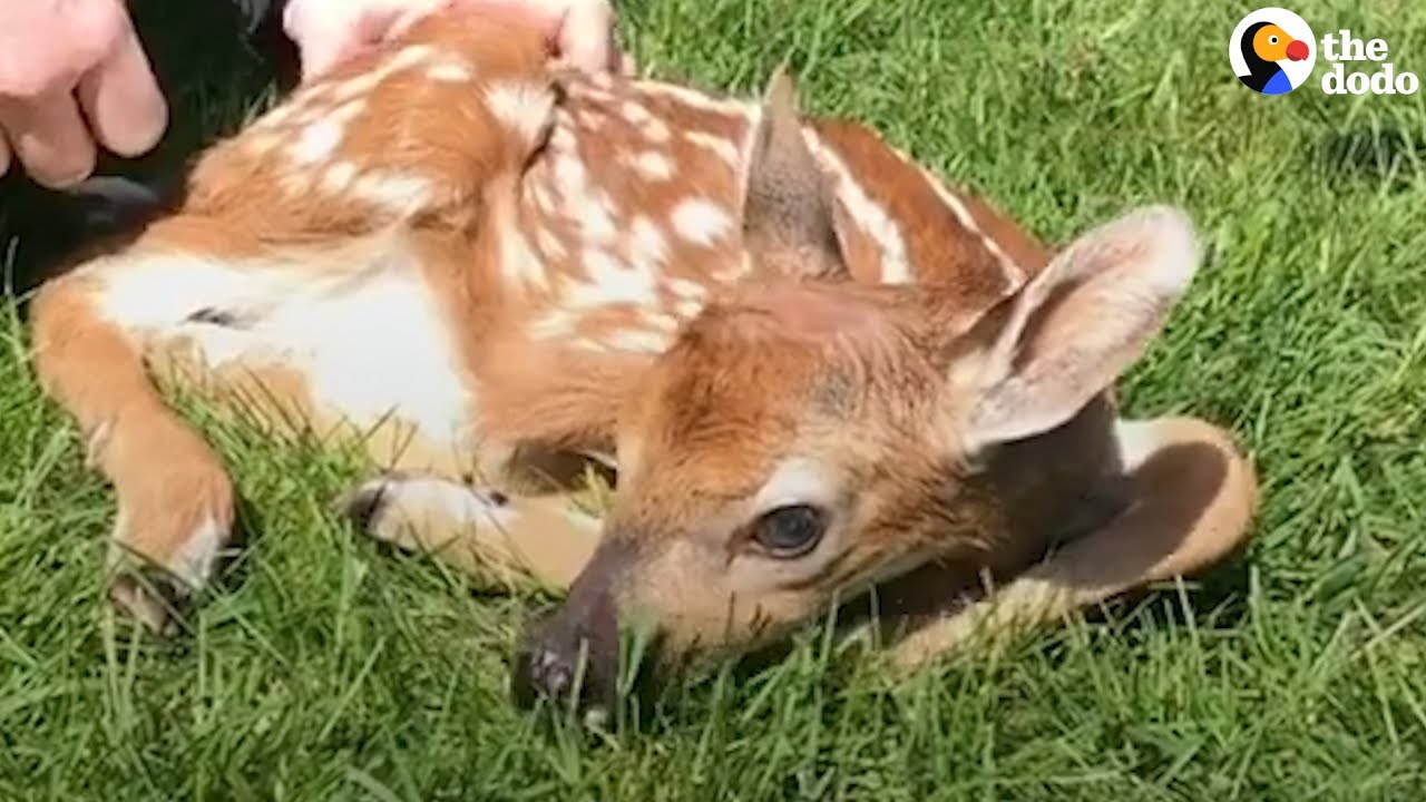 What To Do If You Find A Baby Deer | The Dodo