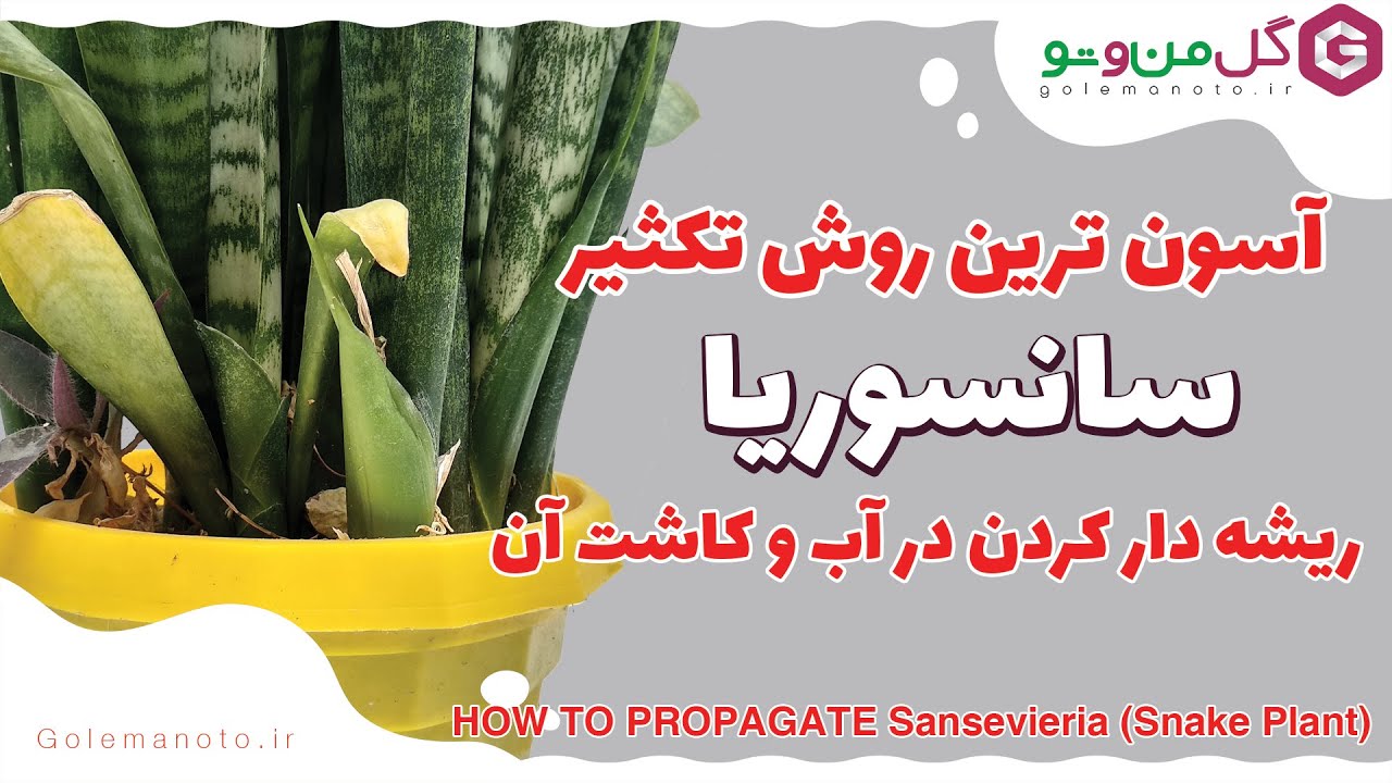 چطور تکثیر سانسوریا را در خانه انجام بدیم؟ آموزش قلمه زدن سانسوریا