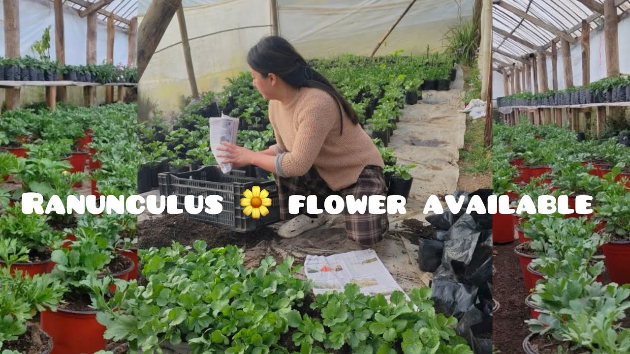 Ranunculus flower 🌼 available at nursery 🪴🌹plz visit once 