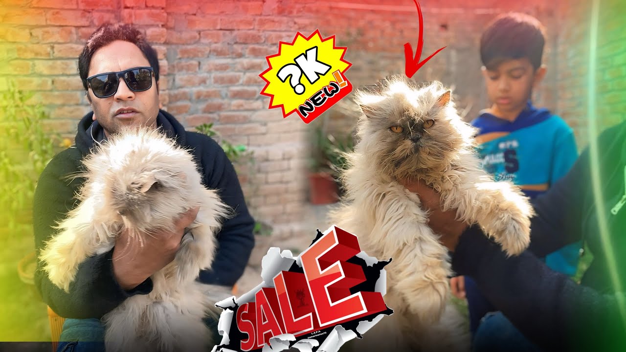 New Cat For Sale😍||Pets Sale Purchase 💸|Price?