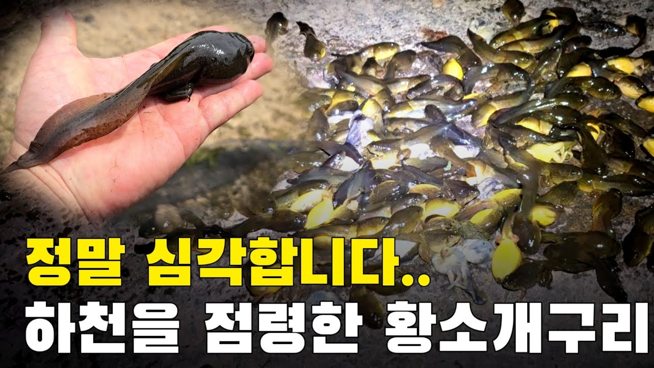 심각 합니다 황소개구리가 하천 하나를 점령 했네요