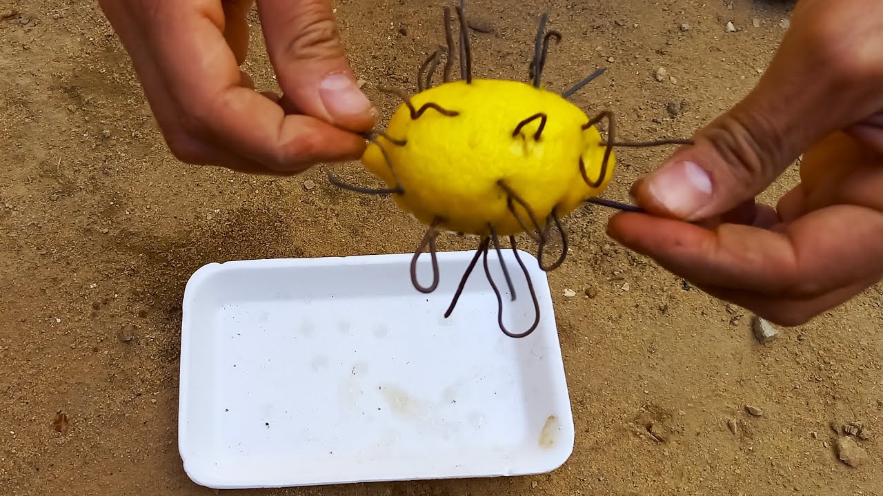 Making Iron Fertilizer With Only One Lemon