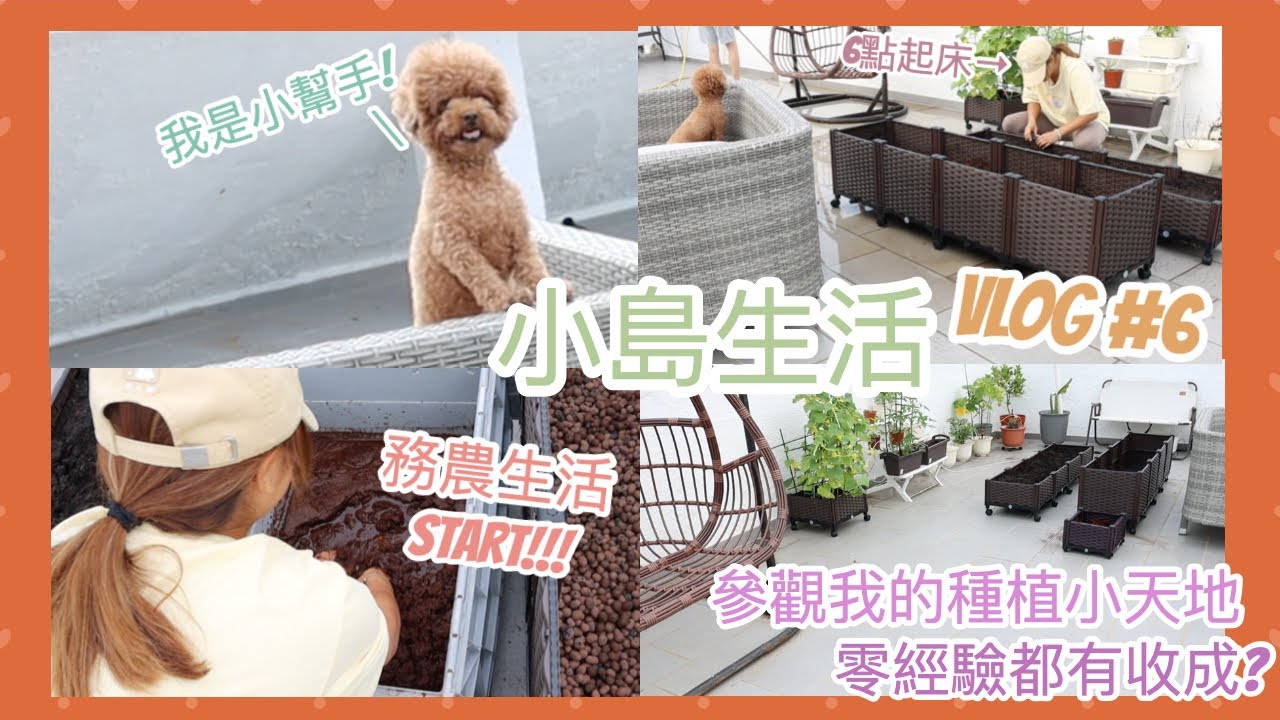 ▶︎ 小島生活◀︎ VLOG#6 參觀我的種植小天地🌾 零經驗新手竟然每星期都有收成？🥒從零開始種菜篇～務農生活START👩🏽&zwj;🌾🥦  || Dottie Hidee ||