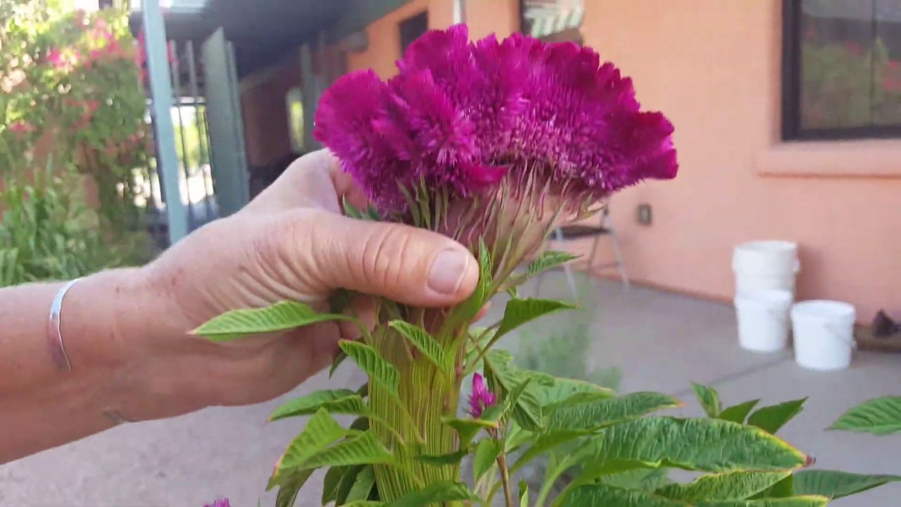 Mano de Gato Seed Saving