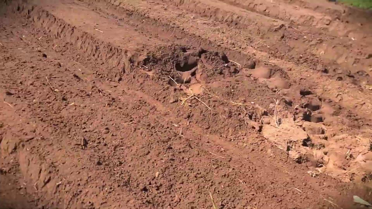 Technika rolnicza: kształtowanie grunt&oacute;w pod nowe sadzonki #RolnictwoWiejskie #RolnictwoTradycyjne