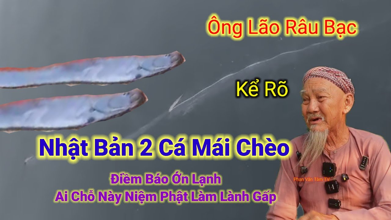 Điềm Báo Ớn Lạnh👉Nhật Bản nổi 2 Cá Mái Chèo,Ai Chỗ Này Niệm Phật Làm Lành Gấp.