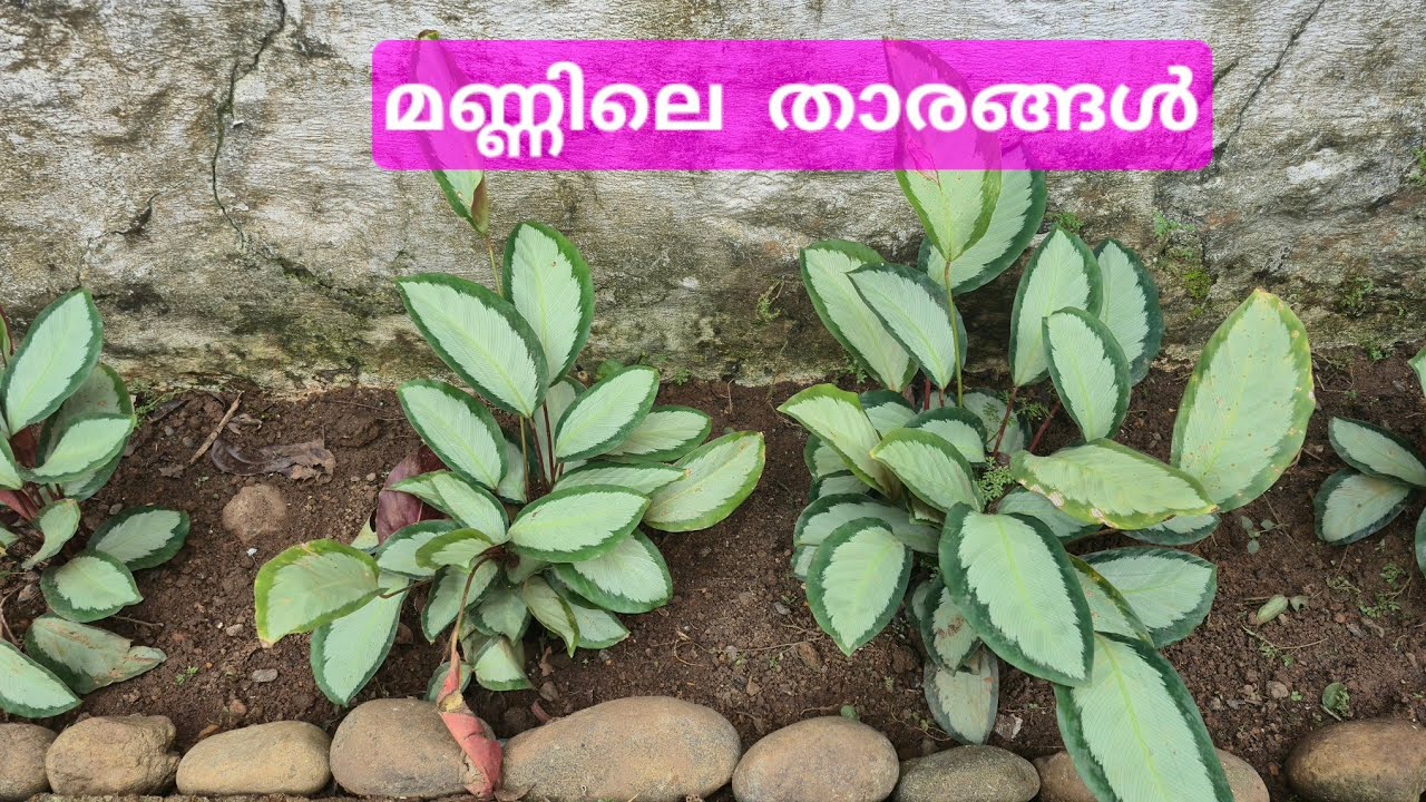 😍 ഇവർ മണ്ണിൽ പൊന്ന് വിളയിക്കുന്നവർ😍📞9526409624📞#garden #plants #nature 